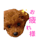 犬編（個別スタンプ：23）