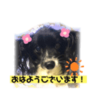 パピパピパピヨン！(4)（個別スタンプ：1）