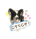 パピパピパピヨン！(4)（個別スタンプ：8）