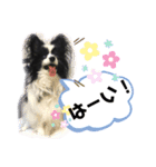 パピパピパピヨン！(4)（個別スタンプ：11）