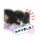 パピパピパピヨン！(4)（個別スタンプ：12）