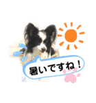 パピパピパピヨン！(4)（個別スタンプ：16）