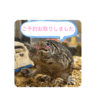 きざきのアイドル、スクワート（個別スタンプ：10）