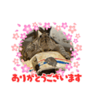 きざきのアイドル、スクワート（個別スタンプ：11）
