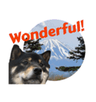 あたしは黒い柴犬だワン！（個別スタンプ：1）