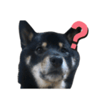 あたしは黒い柴犬だワン！（個別スタンプ：3）