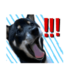 あたしは黒い柴犬だワン！（個別スタンプ：4）