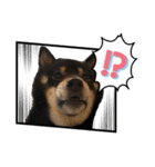 あたしは黒い柴犬だワン！（個別スタンプ：5）