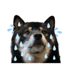 あたしは黒い柴犬だワン！（個別スタンプ：6）