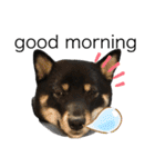 あたしは黒い柴犬だワン！（個別スタンプ：8）