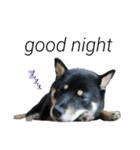 あたしは黒い柴犬だワン！（個別スタンプ：9）