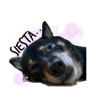 あたしは黒い柴犬だワン！（個別スタンプ：10）