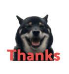 あたしは黒い柴犬だワン！（個別スタンプ：11）