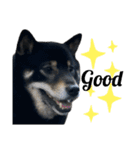 あたしは黒い柴犬だワン！（個別スタンプ：12）