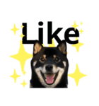 あたしは黒い柴犬だワン！（個別スタンプ：13）