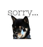 あたしは黒い柴犬だワン！（個別スタンプ：14）