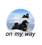 あたしは黒い柴犬だワン！（個別スタンプ：16）