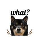 あたしは黒い柴犬だワン！（個別スタンプ：18）