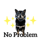 あたしは黒い柴犬だワン！（個別スタンプ：20）
