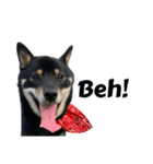 あたしは黒い柴犬だワン！（個別スタンプ：21）
