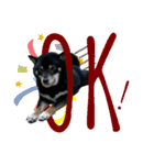 あたしは黒い柴犬だワン！（個別スタンプ：22）