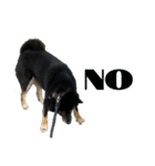 あたしは黒い柴犬だワン！（個別スタンプ：23）