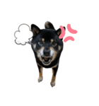 あたしは黒い柴犬だワン！（個別スタンプ：24）