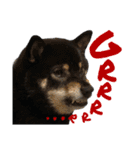 あたしは黒い柴犬だワン！（個別スタンプ：25）