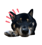 あたしは黒い柴犬だワン！（個別スタンプ：27）