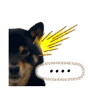 あたしは黒い柴犬だワン！（個別スタンプ：28）