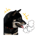 あたしは黒い柴犬だワン！（個別スタンプ：30）