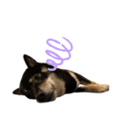 あたしは黒い柴犬だワン！（個別スタンプ：31）