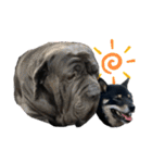 あたしは黒い柴犬だワン！（個別スタンプ：32）