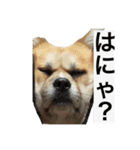 ハムウルマロ（個別スタンプ：2）