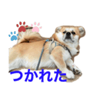ハムウルマロ（個別スタンプ：5）
