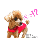 広島弁のトイプードルりゅうちゃん4彩り編（個別スタンプ：2）