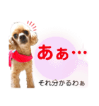 広島弁のトイプードルりゅうちゃん4彩り編（個別スタンプ：4）
