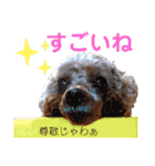 広島弁のトイプードルりゅうちゃん4彩り編（個別スタンプ：7）