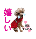 広島弁のトイプードルりゅうちゃん4彩り編（個別スタンプ：9）