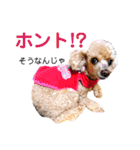 広島弁のトイプードルりゅうちゃん4彩り編（個別スタンプ：16）