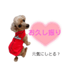 広島弁のトイプードルりゅうちゃん4彩り編（個別スタンプ：35）