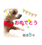 広島弁のトイプードルりゅうちゃん4彩り編（個別スタンプ：37）