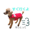 広島弁のトイプードルりゅうちゃん4彩り編（個別スタンプ：39）