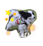 パピヨンの笑門ちゃん（個別スタンプ：3）