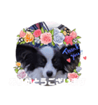 パピヨンの笑門ちゃん（個別スタンプ：4）