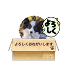 パピヨンの笑門ちゃん（個別スタンプ：5）