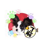 パピヨンの笑門ちゃん（個別スタンプ：6）