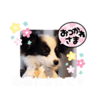 パピヨンの笑門ちゃん（個別スタンプ：8）