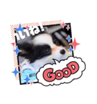 パピヨンの笑門ちゃん（個別スタンプ：9）