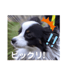 パピヨンの笑門ちゃん（個別スタンプ：12）